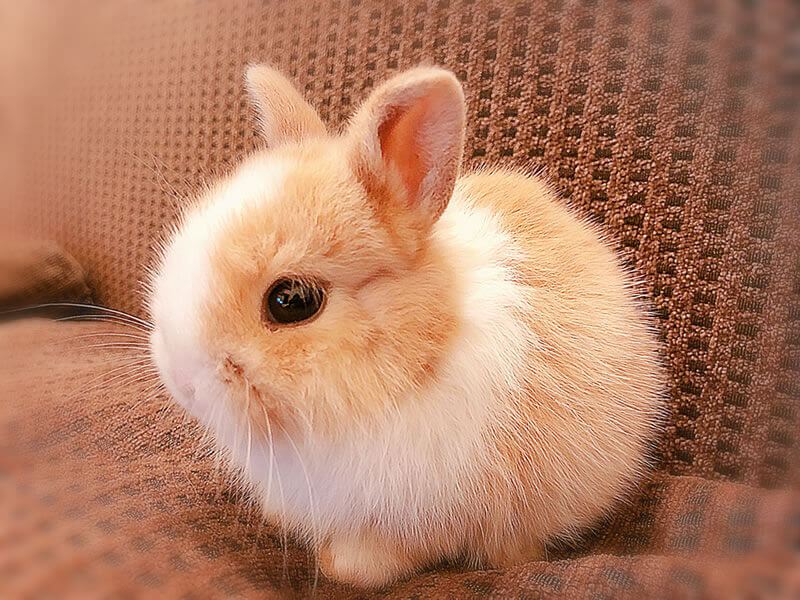 侏儒兔的智商能有几岁