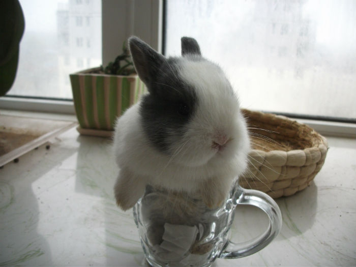 茶杯兔和侏儒兔哪个小