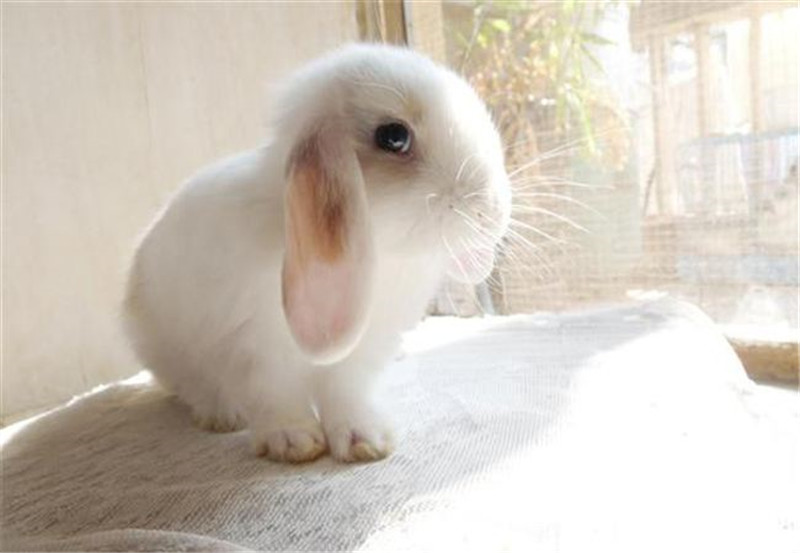 垂耳兔成年多大?