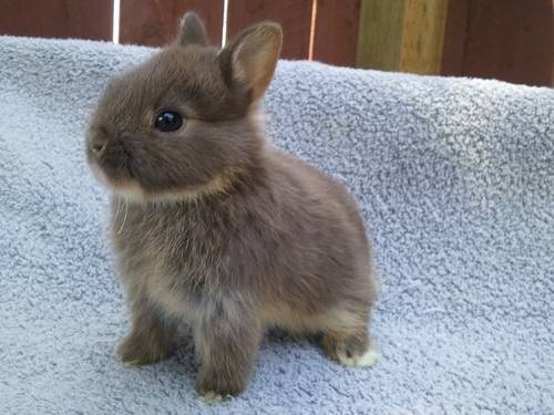 荷兰侏儒兔是体型最小的宠物兔,成年后的荷兰侏儒兔体长一般也不会