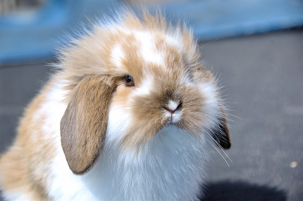 垂耳兔能吃蔬菜吗 垂耳兔能吃蔬菜水果吗