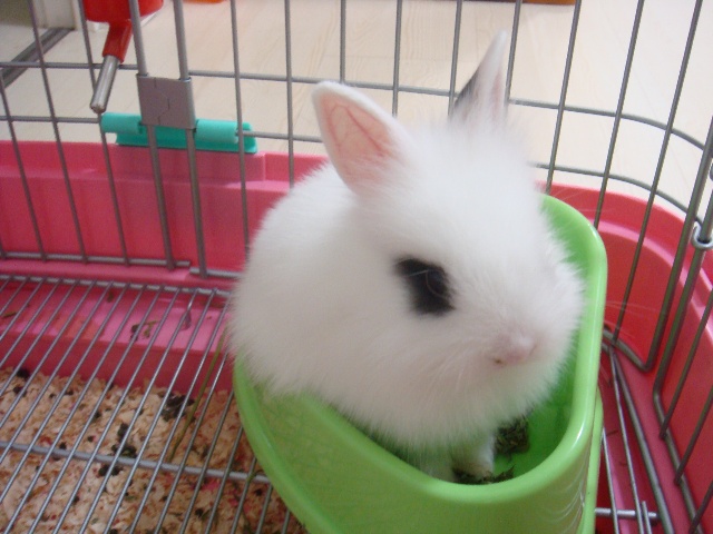海棠兔几个月成年