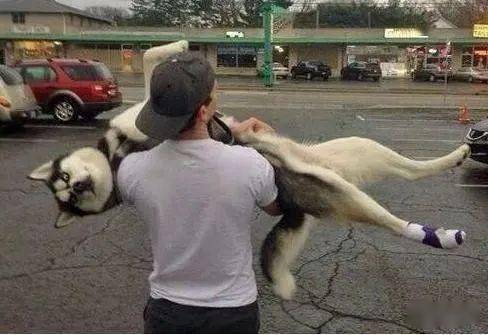 抱狗的错误方式，难怪狗狗嫌弃你！