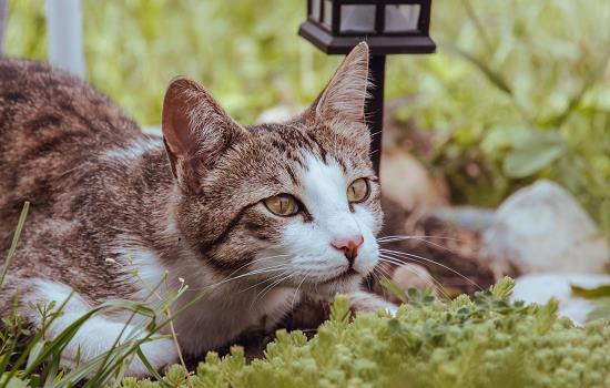 猫结膜炎用人的眼药水