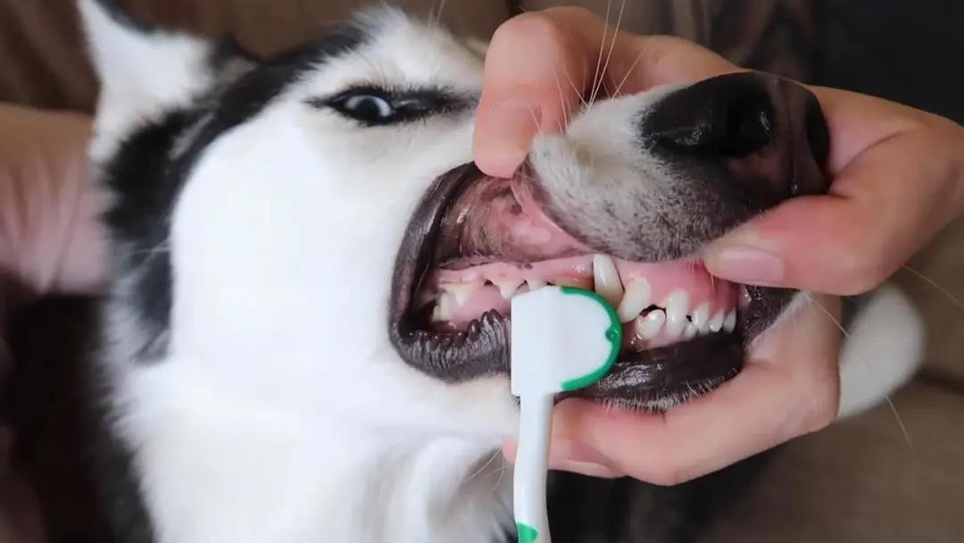「狗用牙膏」真的安全可食用吗？