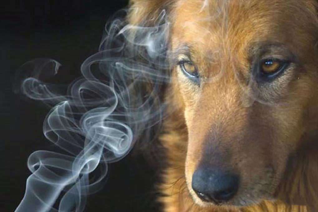 狗狗有泪痕，只是因为上火了吗？