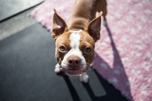 刚满月的小柴犬怎么喂养