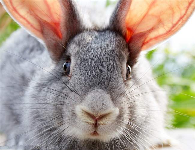 兔子生病的症状与治疗 兔子生病的症状和办法