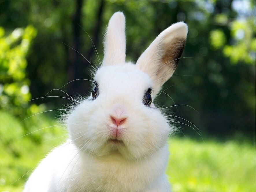 兔子偶尔发出磨牙声