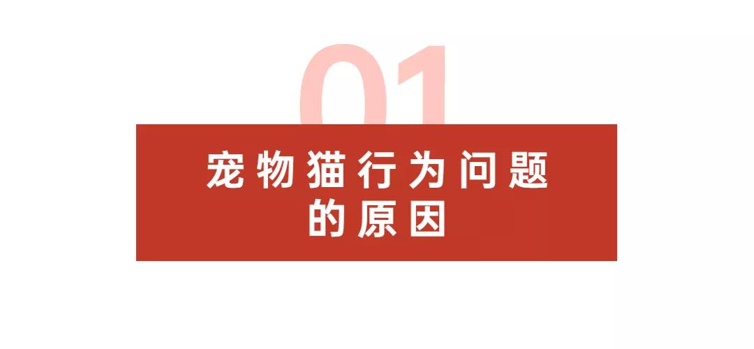 猫咪咬人、乱尿、抓沙发...如何彻底纠正猫咪不良行为？