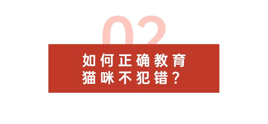 猫咪咬人、乱尿、抓沙发...如何彻底纠正猫咪不良行为？