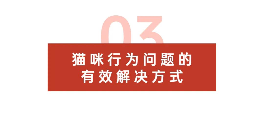 猫咪咬人、乱尿、抓沙发...如何彻底纠正猫咪不良行为？