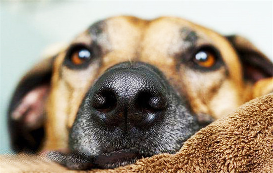 狗狗能闻出癌症吗