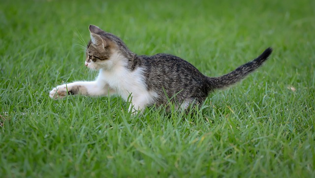 小猫软便一般吃益生菌吃几天