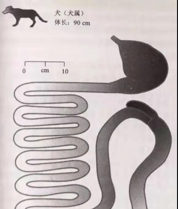 狗狗主食罐良心测评，看了都说好！