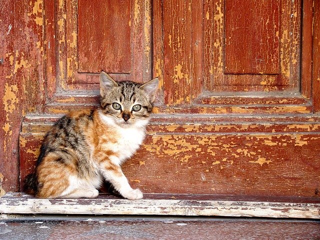 猫咪吃什么有助于猫藓的恢复