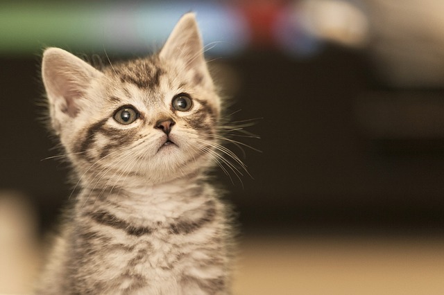 怎么辨别猫的性别