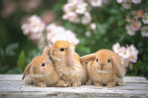 兔子耳朵一只垂一只立怎么办?