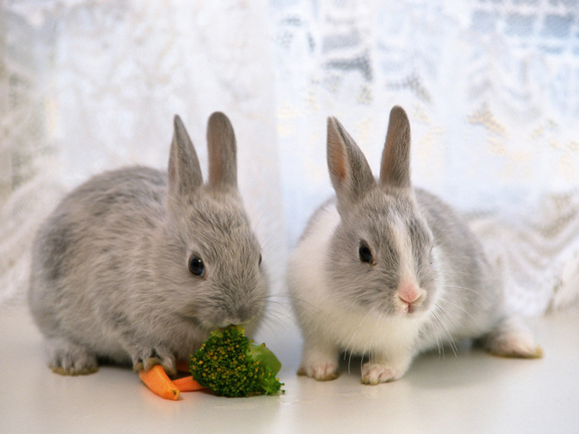 兔子可以吃哈密瓜吗
