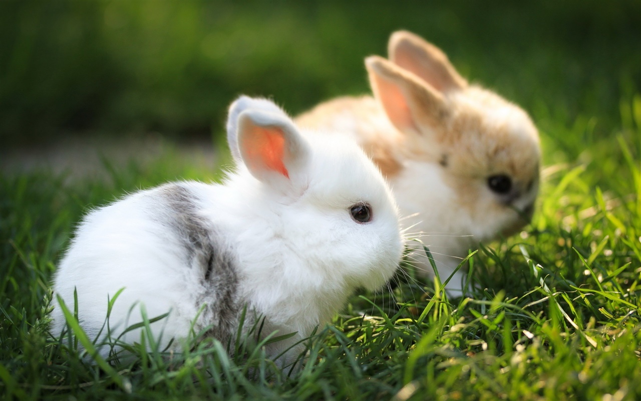 兔子中毒能自己恢复吗