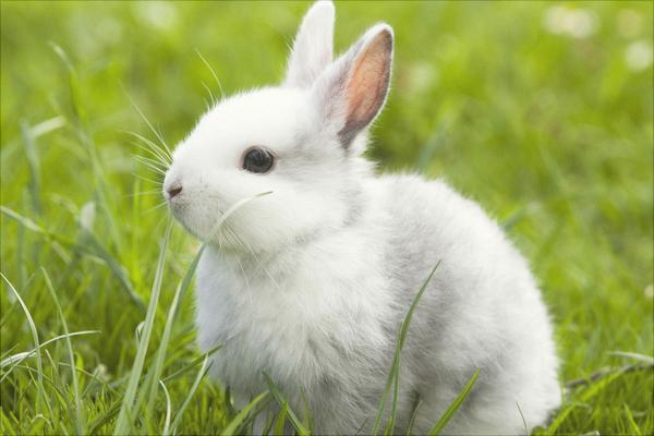 怎么判断兔子热不热