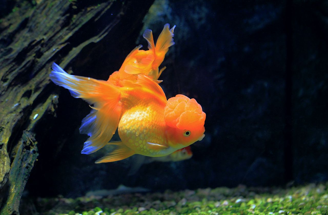 金鱼缺氧的表现 怎么解决金鱼缺氧