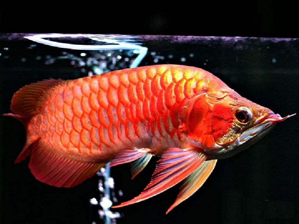 红龙鱼的寿命多长 红龙鱼能活多少年