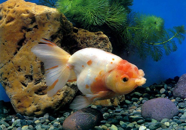 金鱼一般能活多大 金鱼的寿命有多长