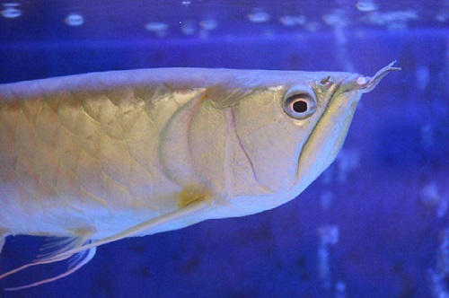 养银龙鱼要注意什么 养银龙鱼的注意事项