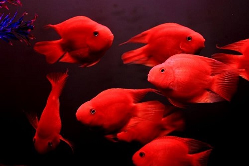 红鹦鹉鱼怎么养不褪色 红鹦鹉鱼饲养不褪色