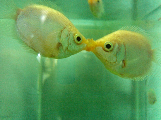 接吻鱼身上有白点是怎么回事 接吻鱼身上有白点的原因