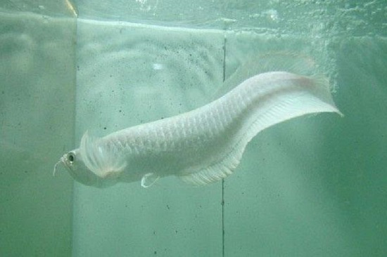 银龙鱼沉底是怎么回事 银龙鱼沉底的原因