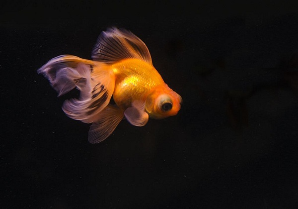 金鱼死了怎么处理遗体 处理金鱼的遗体的方法