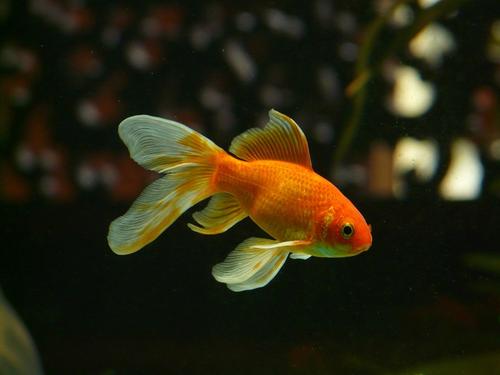 金鱼什么时候产卵 金鱼3～6月份产卵
