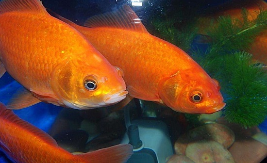 红鲤鱼吃什么食物 红鲤鱼能吃的食物
