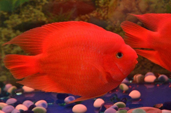 红鹦鹉鱼寿命有多长 红鹦鹉鱼的寿命