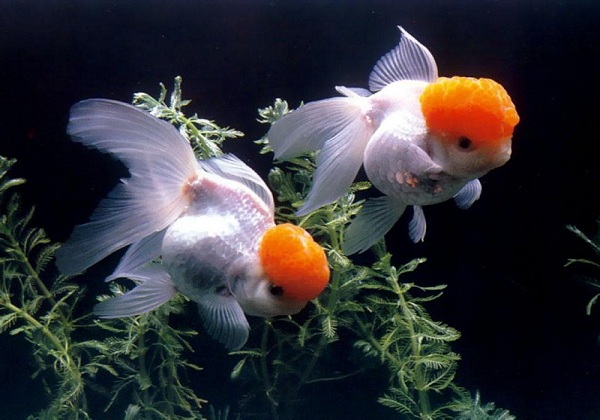 金鱼怎么分公母 分辨金鱼雌雄的方法