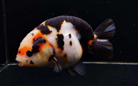 兰寿金鱼吃什么长的快 兰寿金鱼吃活食长的快