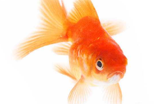 金鱼繁殖需要什么条件 金鱼繁殖需要什么