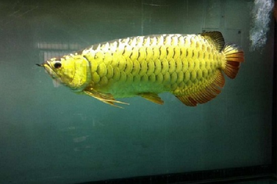 新买的金龙鱼怎么养 饲养新买的金龙鱼的方法
