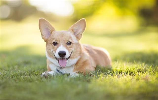 ​怎么教幼犬定点大小便