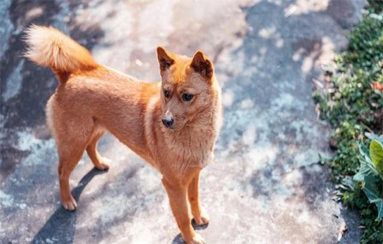 ​田园犬和柴犬的区别