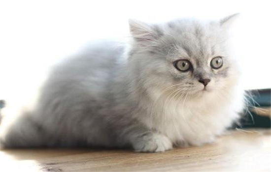 ​银白高地猫是什么品种