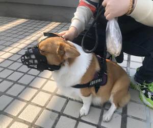 郑州一小区现“禁狗令”：居民自行处理犬只