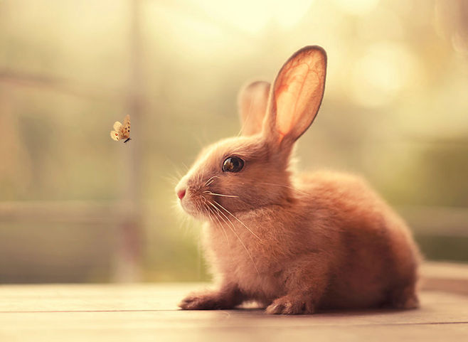 兔子可以吃榴莲吗