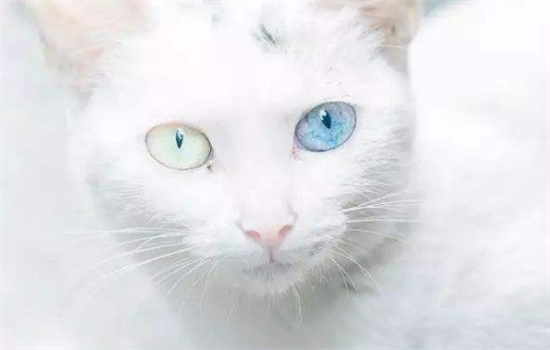 ​白色异瞳猫是土猫吗