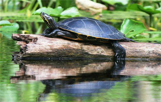 黄缘龟的养殖方法和注意事项
