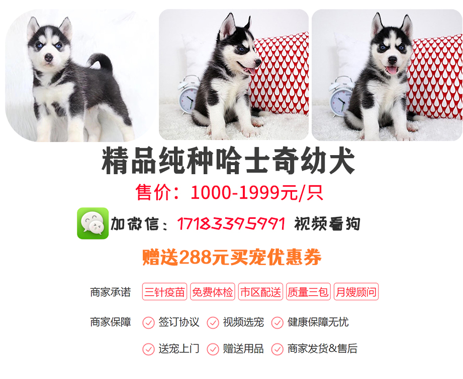 CKU认证专业犬舍——萌宠生活馆，出售各类高品质幼犬幼猫