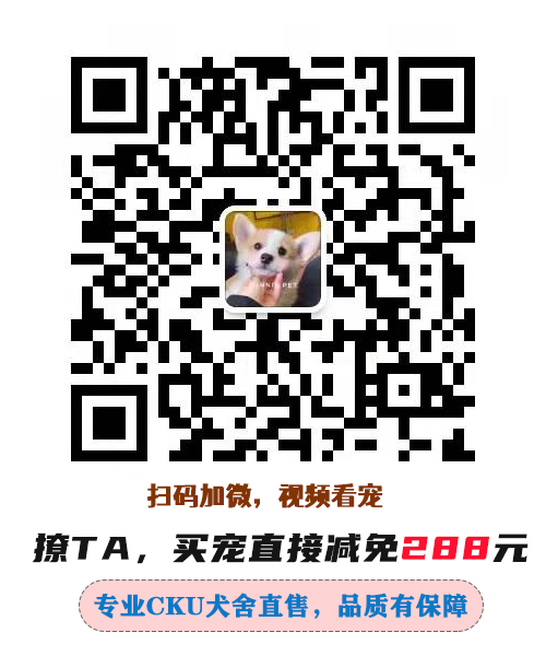 CKU认证专业犬舍——萌宠生活馆，出售各类高品质幼犬幼猫