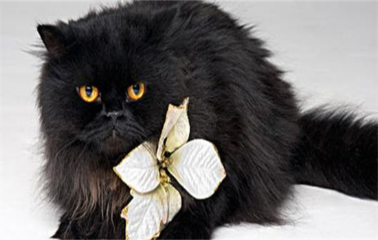 ​小黑猫是什么品种